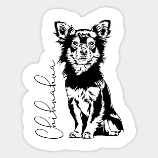 Chihuahua dog portrait Sticker